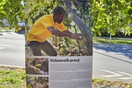 Výstava na stromech: Odkud se bere kakao?