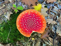 Josef Tonar_3C_MUCHOM__RKA-5721-1200-900-90-center-middle